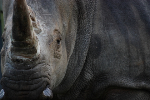 An African black rhino with its distinctive horn An African black rhino with its distinctive horn