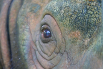 Mongabay 1 rhino_205