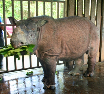 Mongabay 2 rhino_088