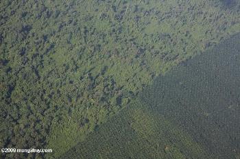 Mongabay 4 borneo_2804