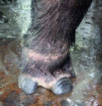Mongabay 5 rhino_204