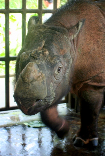 Mongabay 6 rhino_098