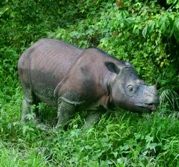 Tam secure in the protection of the Tabin Wildlife Reserve