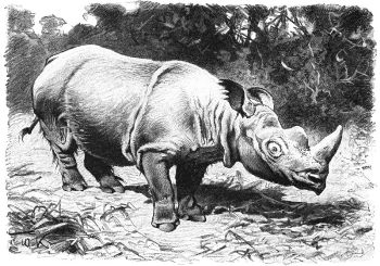 Mongobay 11 800px-Rauhohr-Nashorn-drawing