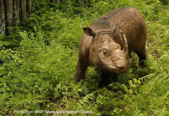 Tam, the resident rhino at the Tabin Wildlife Reserve