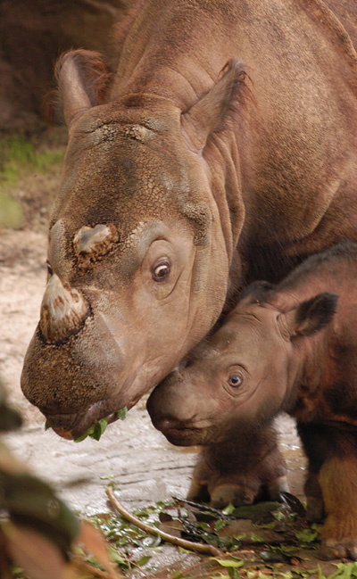A moment to treasure - a female Sumatran rhino and her young. A moment to treasure - a female Sumatran rhino and her young.