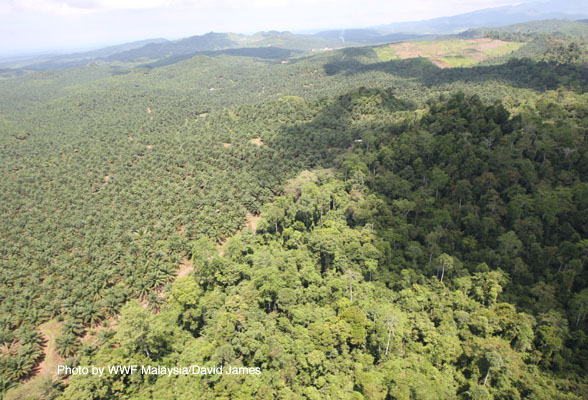 Tabin aerial view by DVJ (3) copy