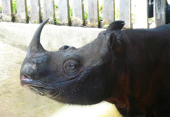 Meeting Tam in Borneo: our last chance to save Asia’s two horned rhino