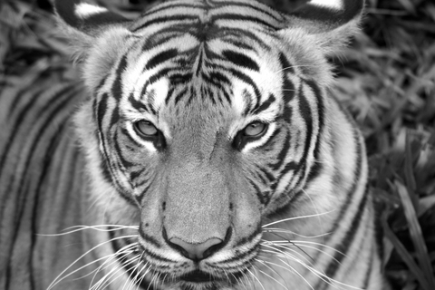 Trio under threat: can we secure the future of rhinos, elephants and tigers in Malaysia? Trio under threat: can we secure the future of rhinos, elephants and tigers in Malaysia?