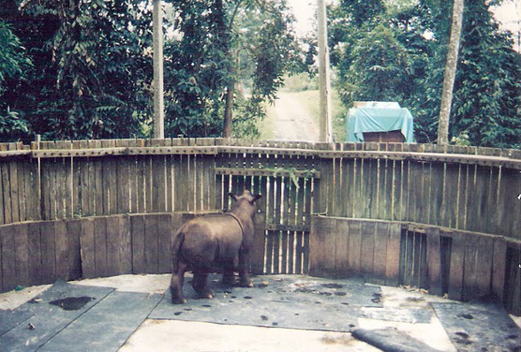 WEB-Rhino-in-Sepilok-90s-58