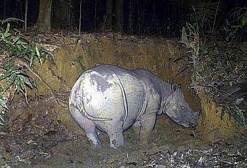 bora preg rhino