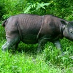 Researchers estimate that 250 Sumatran rhino survive in the world, and 40 or so Bornean rhinos, such as this captive male, named Tam. Scientists hope to pair Tam with a female to produce the next generation of Bornean rhinos, in an effort to save this species from extinction. Photo by: Jeremy Hance