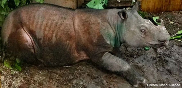 puntung-sumatran-rhino-600px