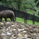 puntung enclosure