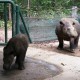 Andatu, born 23 June 2012 at Sumatran Rhino Sanctuary in Way Kambas
National Park, with his mother Ratu, who was captured from the wild
near Way Kambas in 2005. Andatu's father Andalas was born in
Cincinnati Zoo in 2001. This success story supports the notions that
the Sumatran rhino might be saved from extinction only through
intensive care in fenced sanctuary conditions. And that collaboration
between Indonesia and Malaysia with global zoos and research
institutions will be needed in order to provide enough gametes (eggs
and sperm) and the best reproductive technology