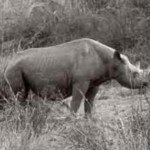 western-black-rhino-m-brunel