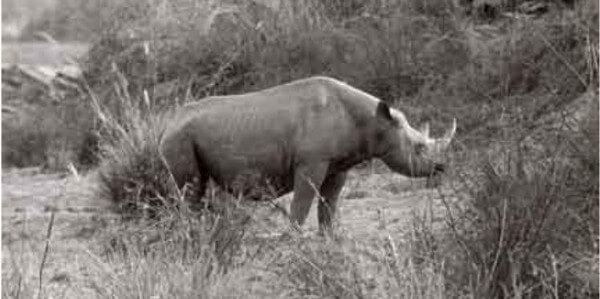 western-black-rhino-m-brunel