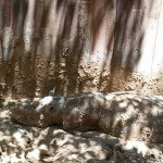 The captured female, Iman, rests as preparations are made for her translocation