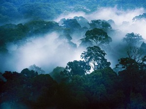 A mist-covered view of the forest canopy at Danum Valley