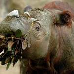 Suci eating