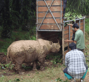 Filepic of Tam being coaxed into a trap with leaves. He was found wandering in an oil palm plantation in Kretam, Sabah in 2008.