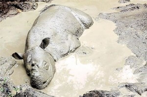 Mud bath: Male rhino Tam enjoying his moment in a wallow at Tabin Wildlife Reserve, Sabah. In the past, captive rhinos were not given access to wallows, which they need to cool their bodies and obtain various minerals. — Bernama