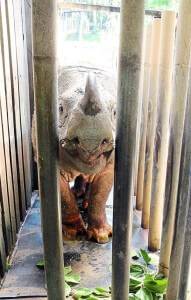 Sumatran rhinos are hunted as their horns are sought for folk remedies.