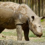 SumatranRhino bfm