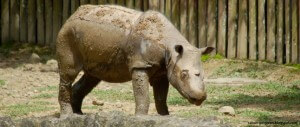 SumatranRhino bfm