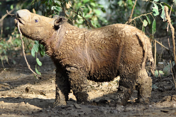 A young Andatu enjoys a mud bath. Photo courtesy of the IRF