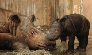 emi-suci-awesome-copy-baby-suci-and-her-mother-emi-in-their-enclosure-photo-courtesy-of-the-cincinnati-zoo