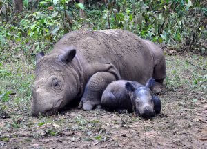 ratu-and-baby-andatu-courtesy-of-irf