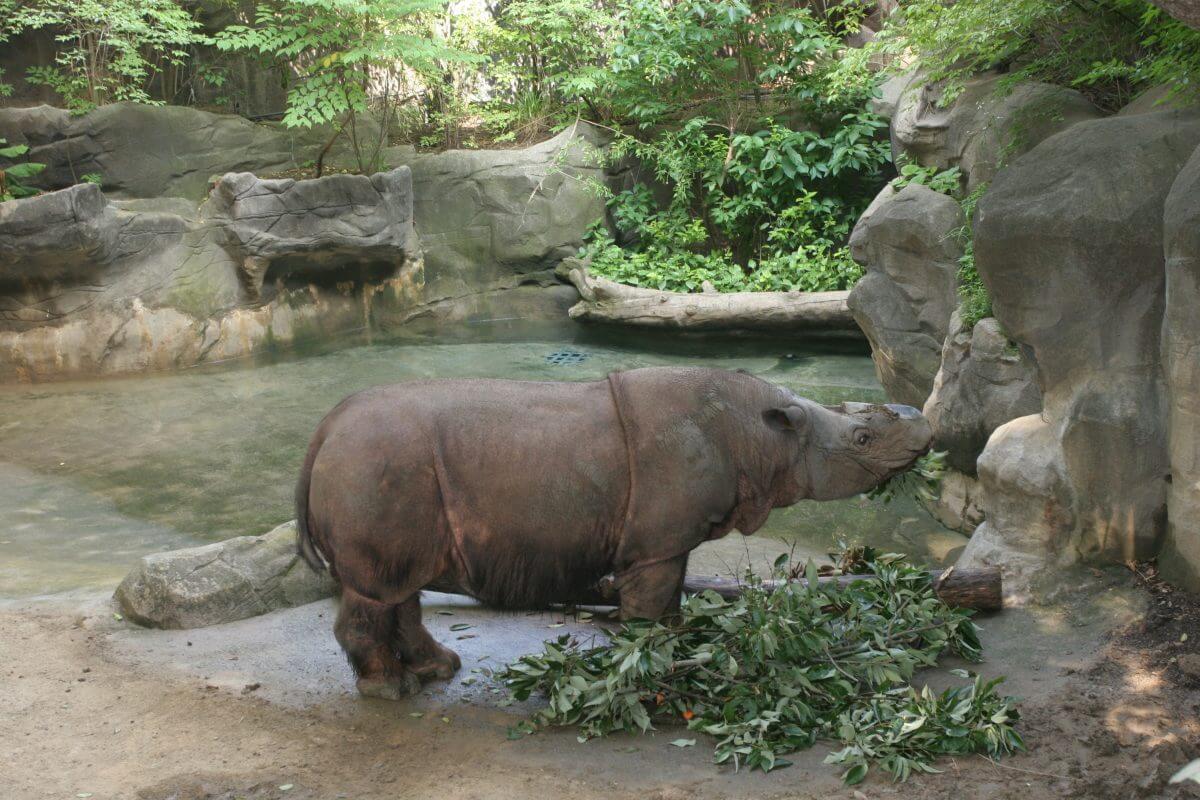The great rhino U-turn — Borneo Rhino Alliance