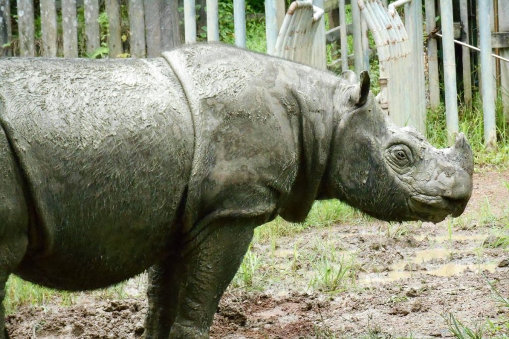 Tam, Malaysia’s last male Sumatran rhinoceros, dies of old age — Borneo