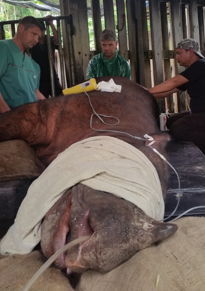 IVF efforts to save the Sumatran rhino